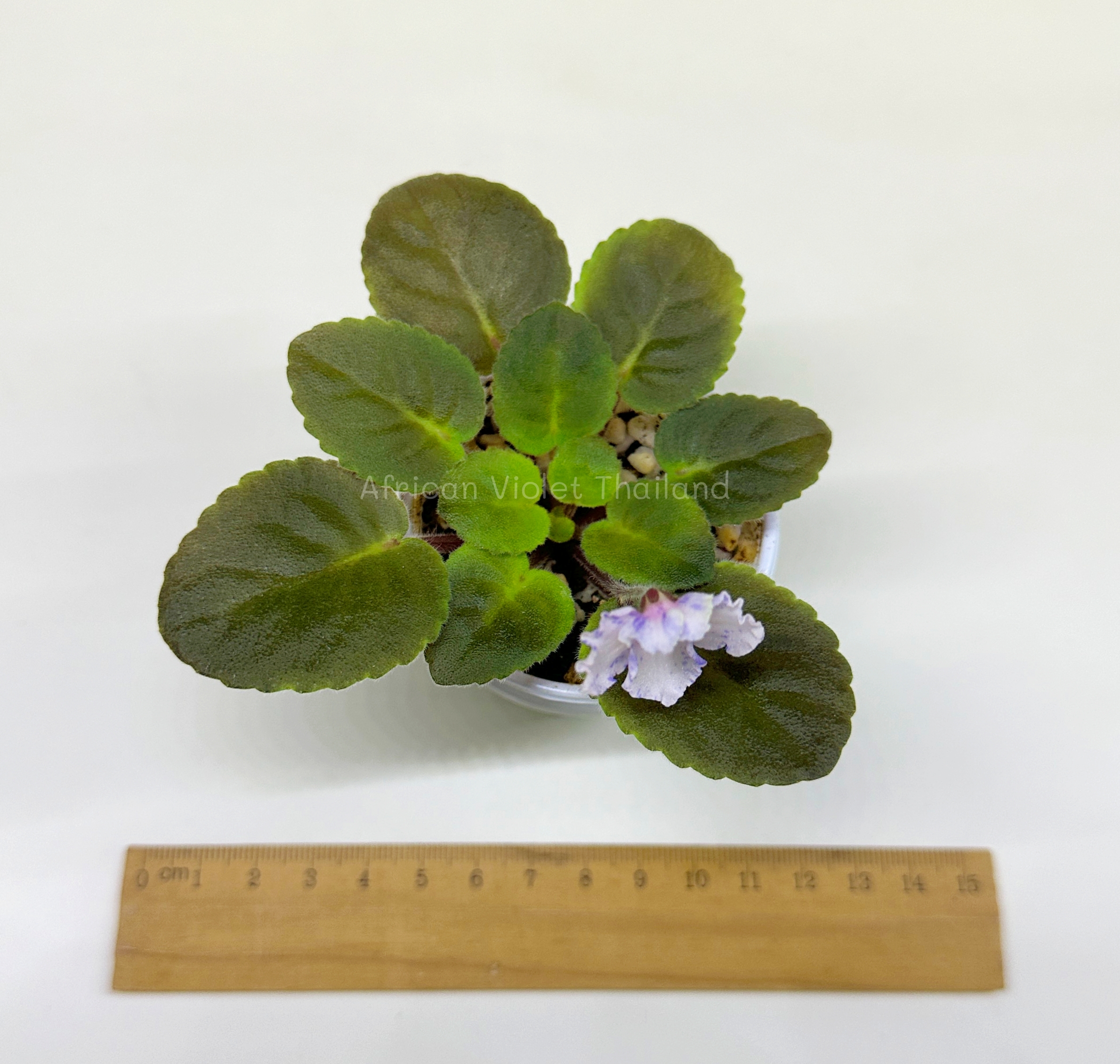 Patou's Bon Bon - Semiminiature