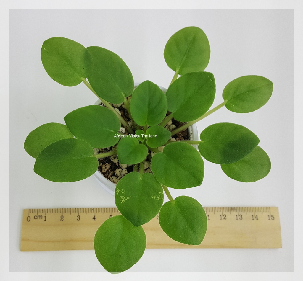 Plum Pie - Miniature