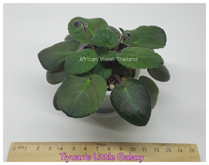 Tiyuan's Little Galaxy - Semi Miniature