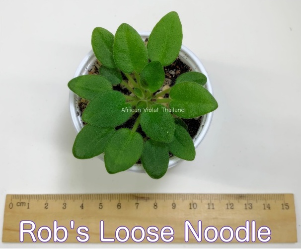 Rob's Loose Noodle - Miniature