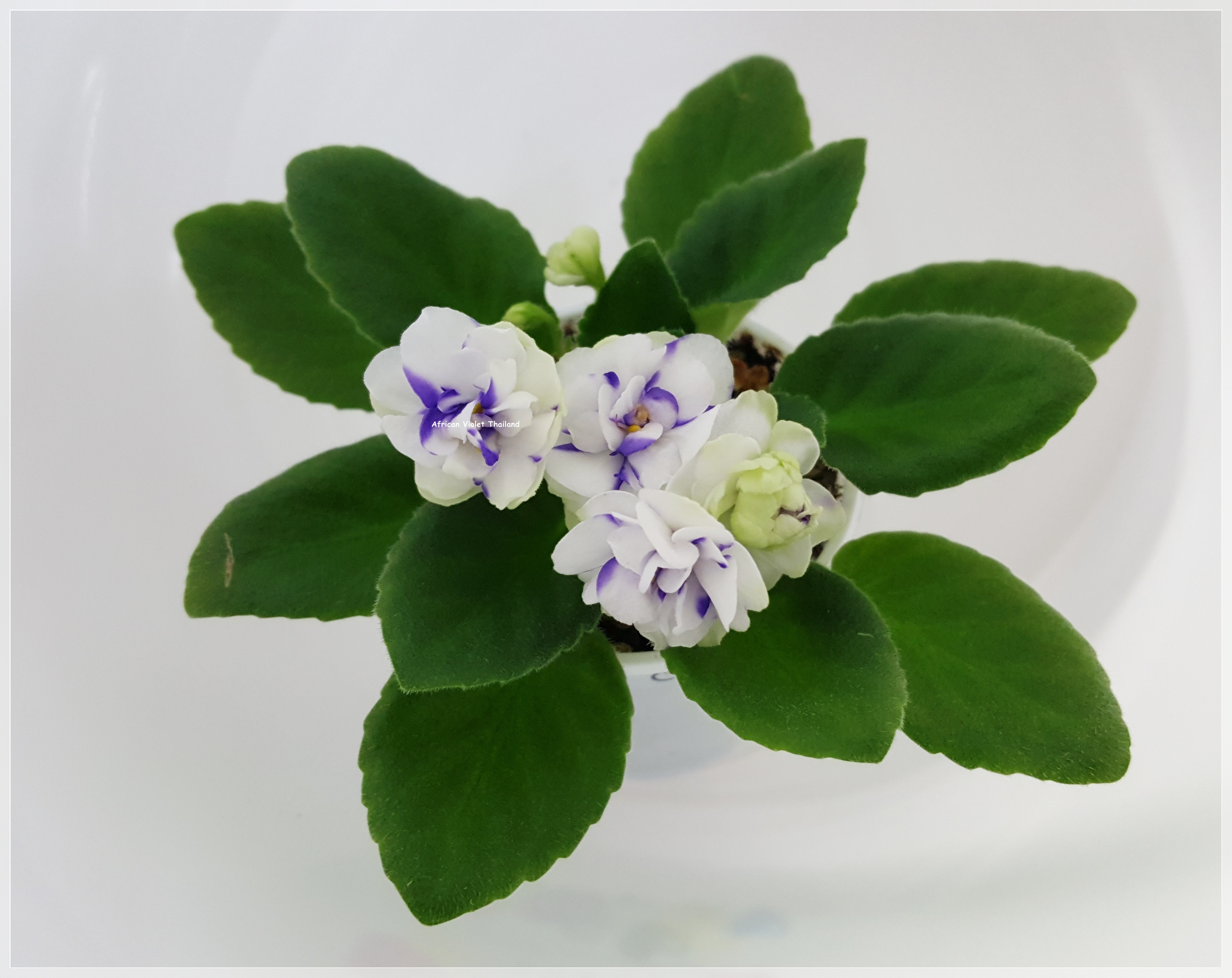 Blue Confetti - Chimera