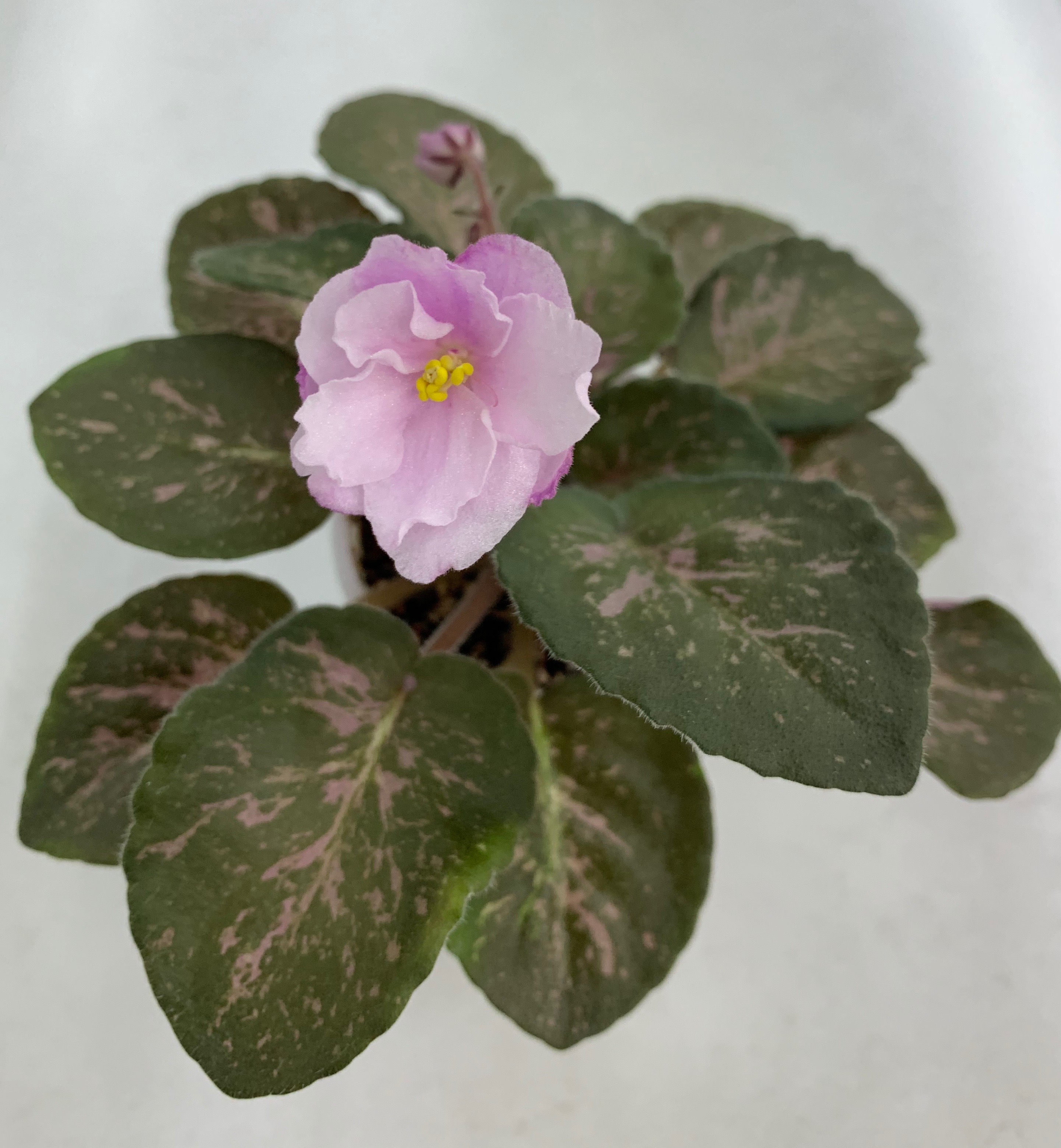Genetic Blush - Standard