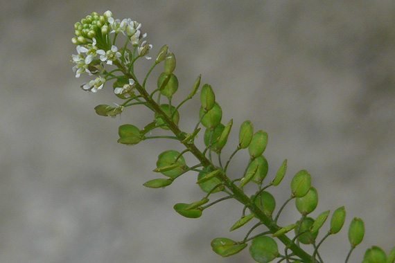 เทียนแดง