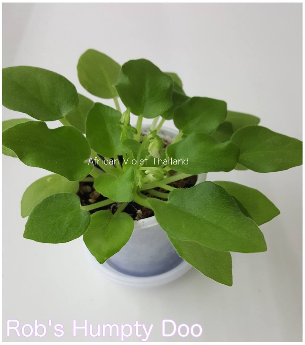 Rob's Humpty Doo - Semiminiature Trial