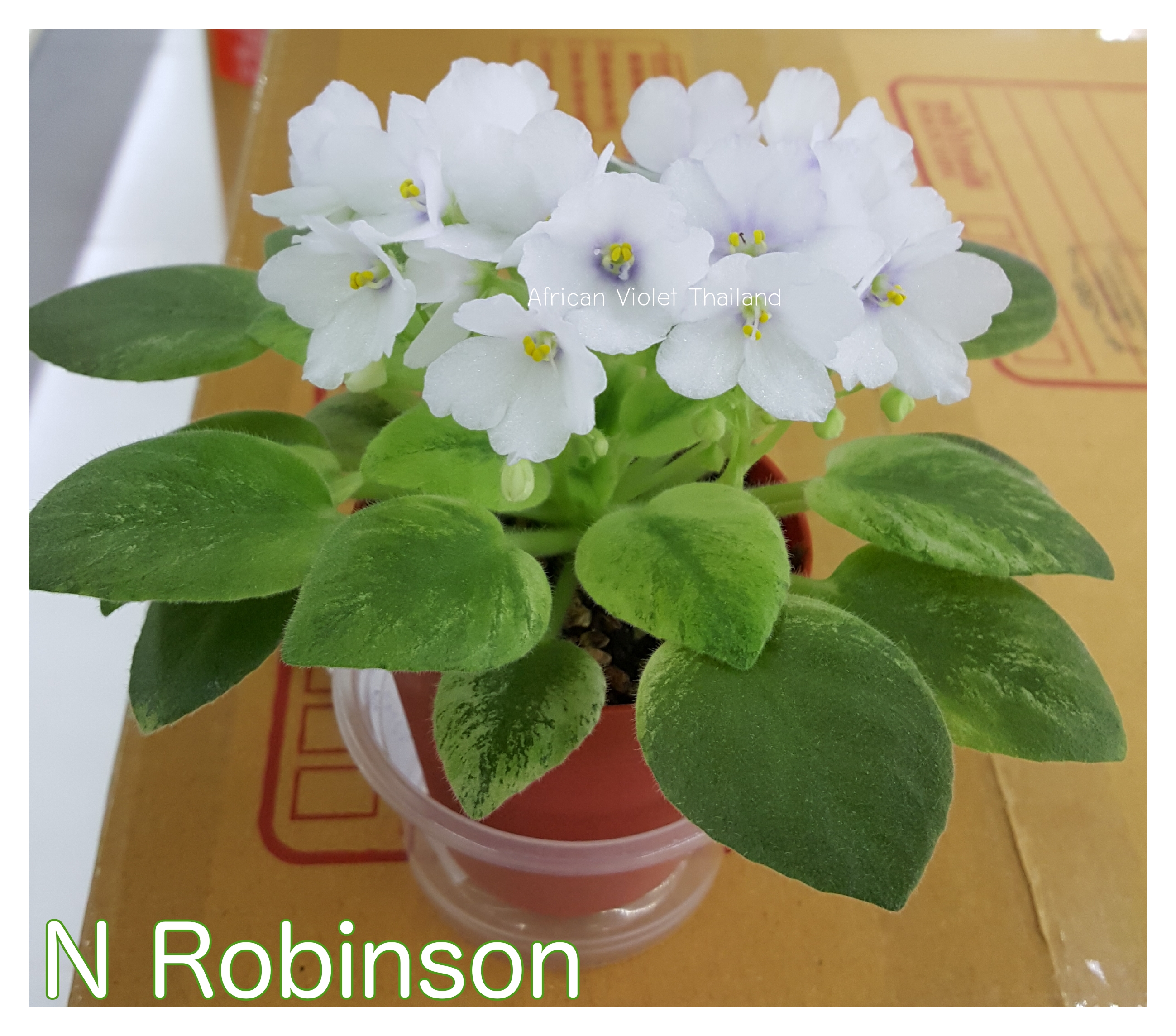 N Robinson - Miniature