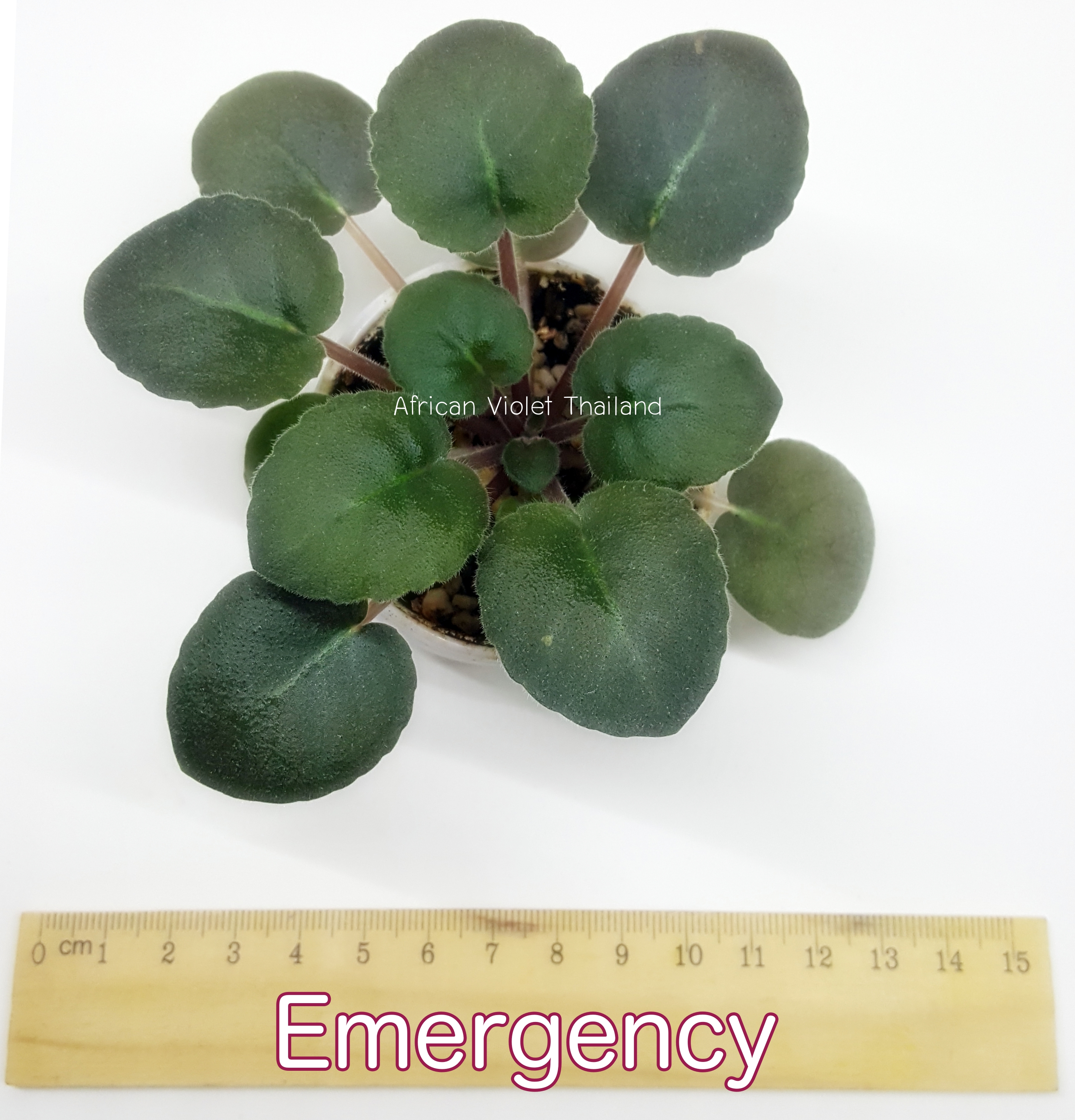 Emergency - Standard