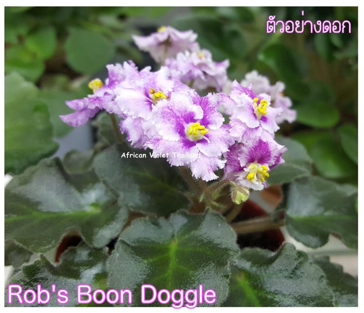 Rob's Boondoggle - Miniature