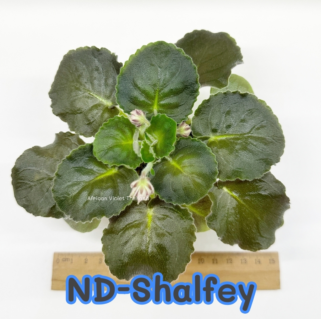 ND-Shalfey - Standard