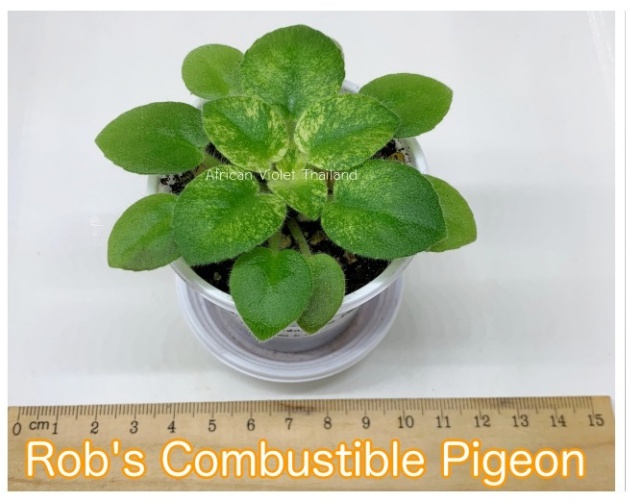 Rob's Combustible Pigeon - Miniature