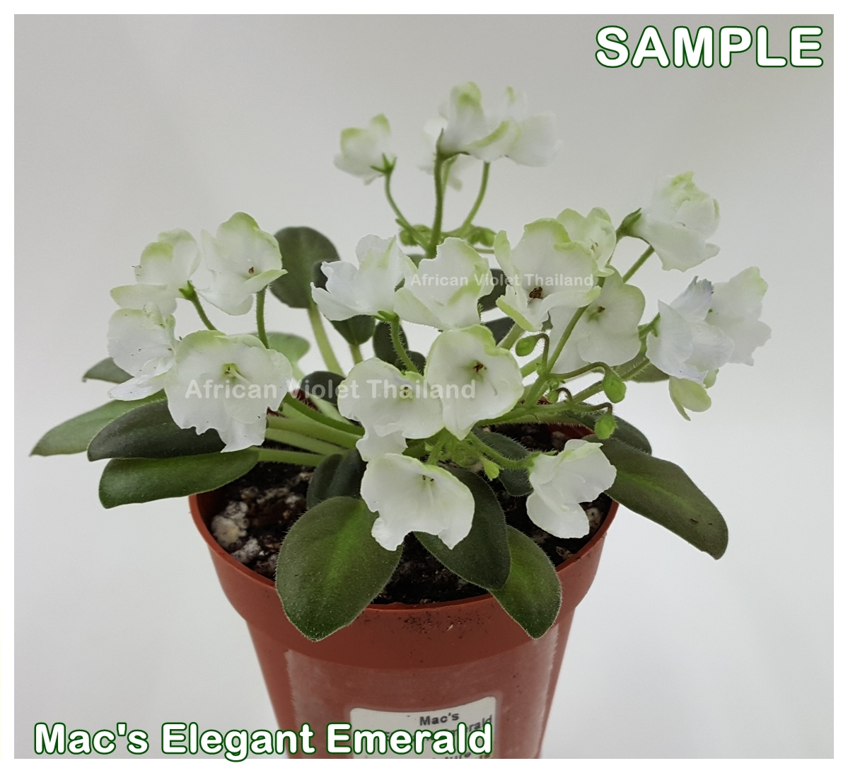 Mac's Elegant Emerald - Miniature