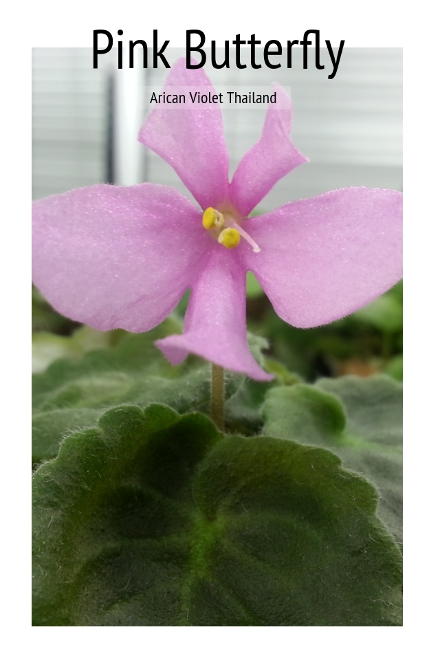 Pink Butterfly - Semiminiature Wasp