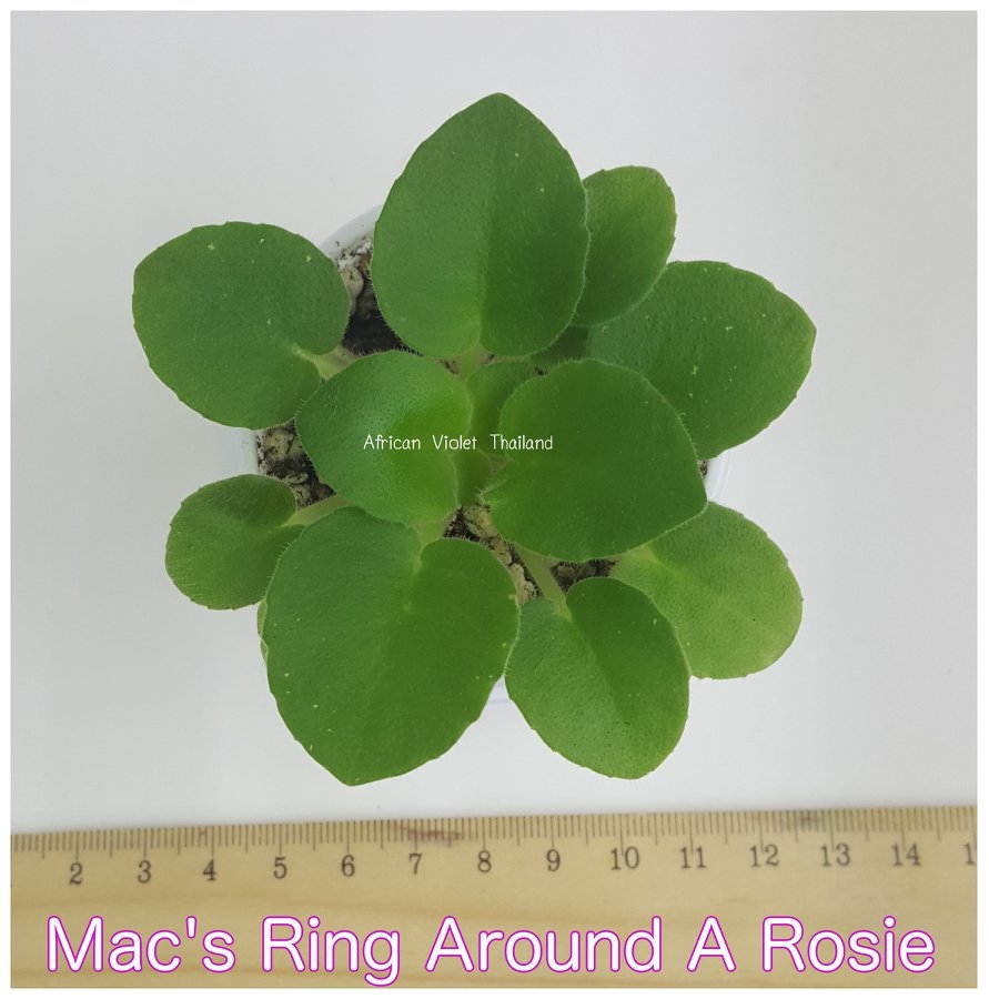 Mac's Ring Around a Rosie - Semiminiature