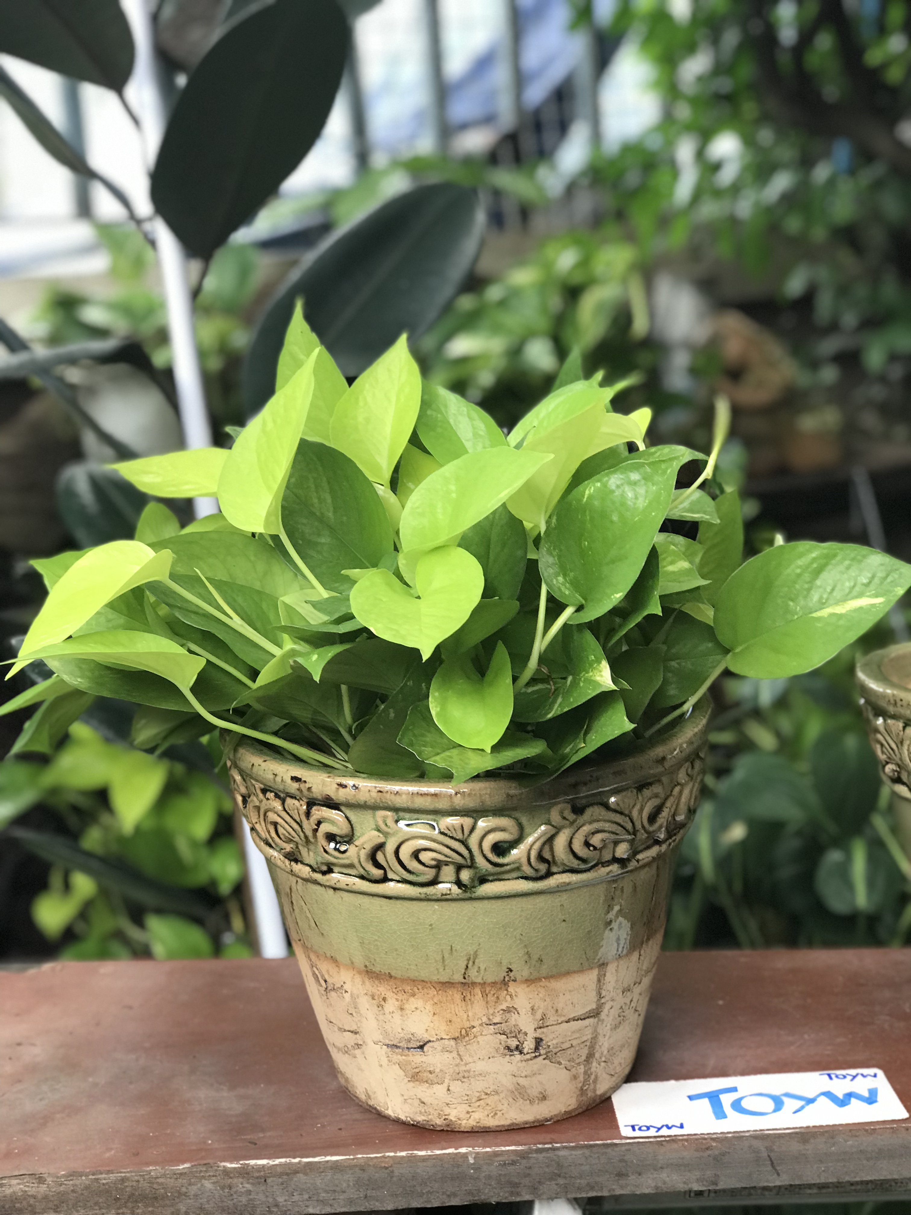 ขายคู่ ไม่รวมต้นไม้ เก็บเก่ากระถาง แจกันลายปั้นนูน น้ำเคลือบสีเขียว สวยสมบูรณ์ ไม่แตกไม่ร้าว ขนาดปากกว้าง 10 นิ้ว สูง 8 นิ้ว