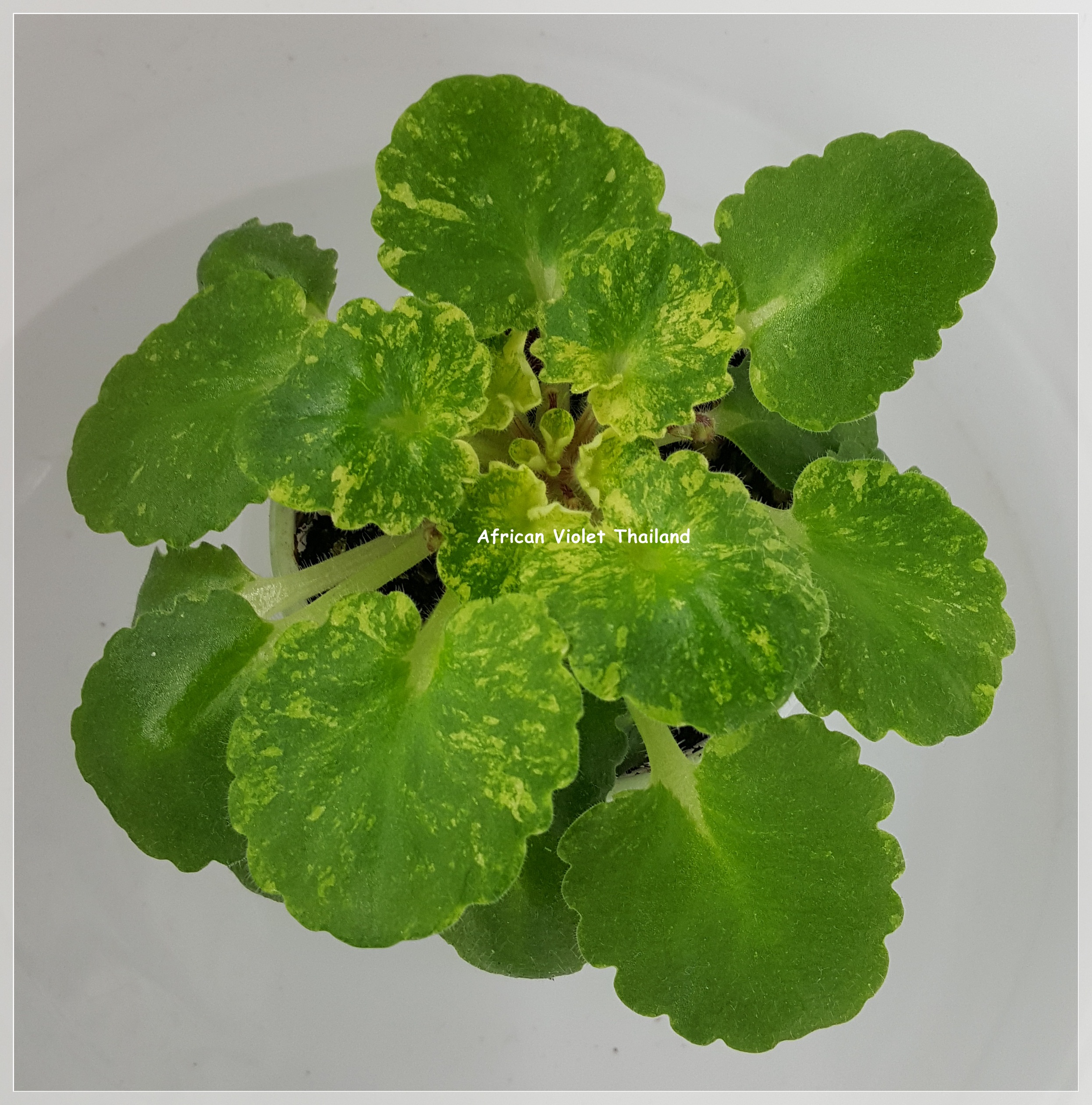 Denver Doll - Miniature