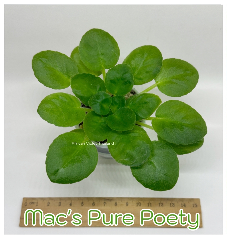 Mac's Pure Poetry - Miniature