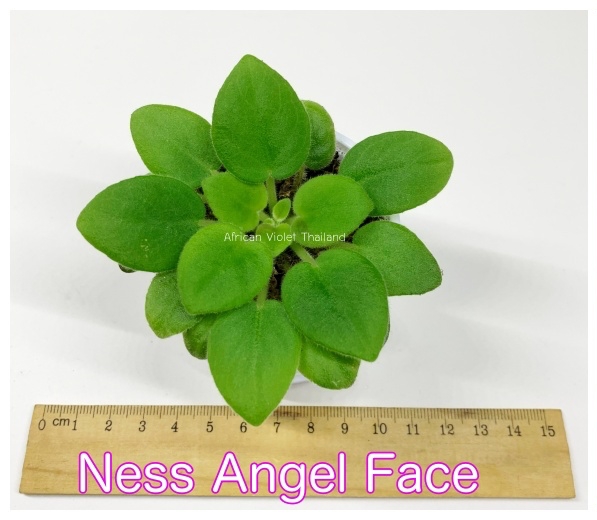 Ness Angel Face - Miniature