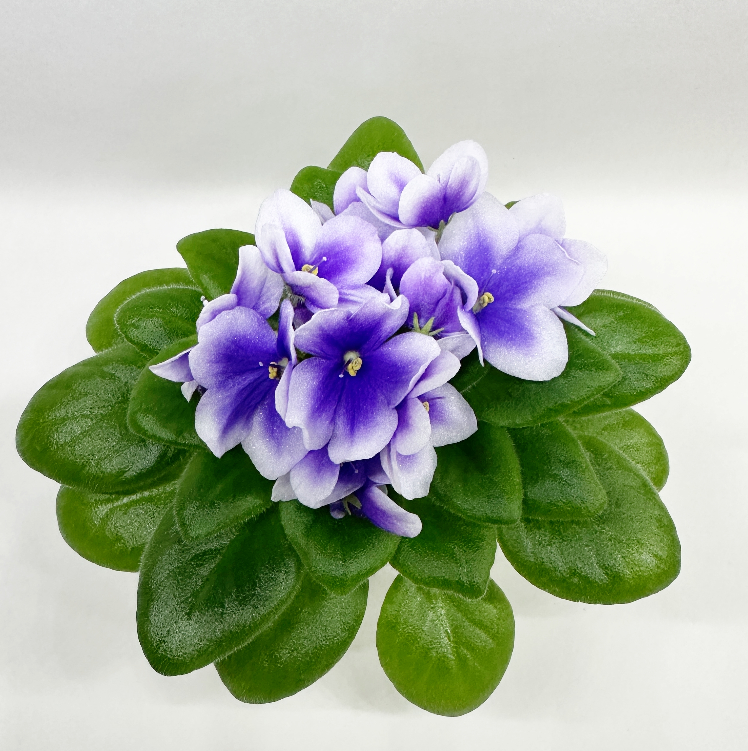 LE-Mintnaya Prochalada - Miniature