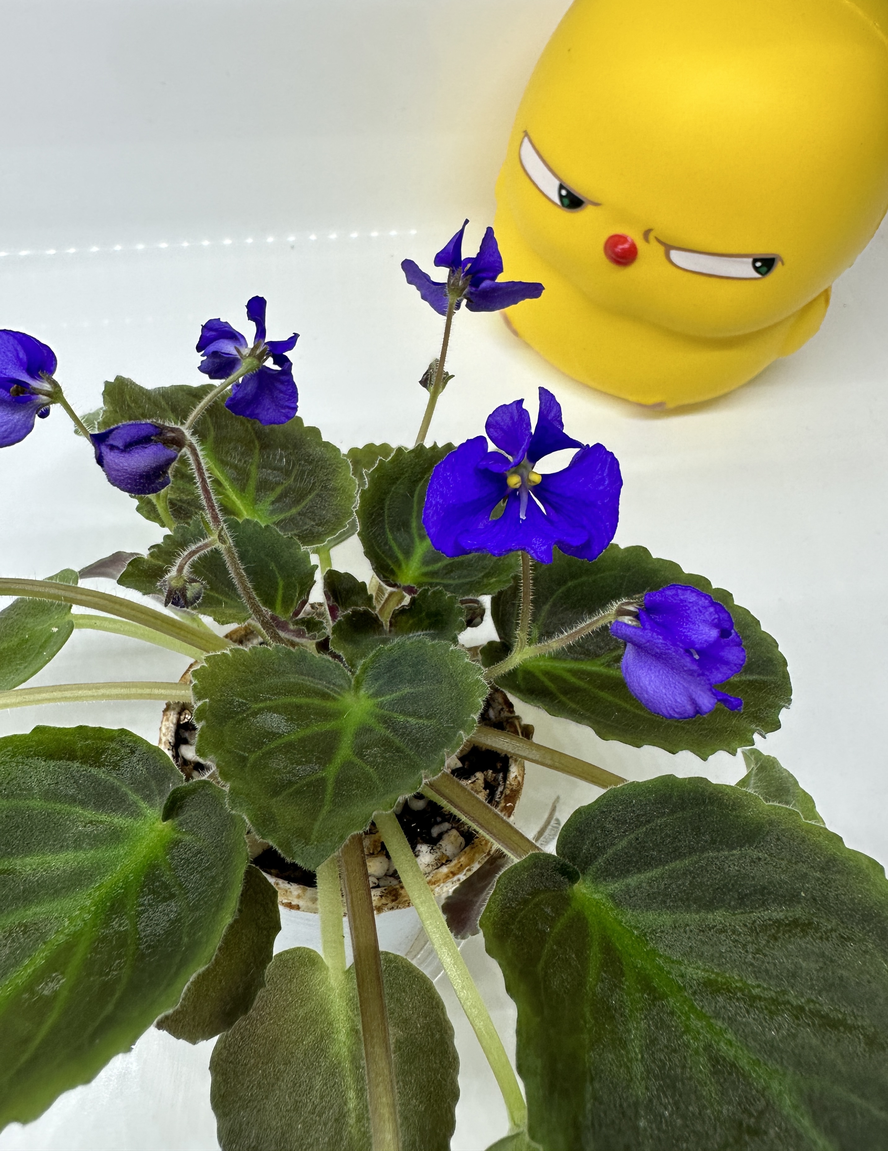 Tiyuan's Two Colors Bee - Semiminiature