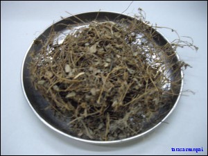 หญ้าเกล็ดหอย
