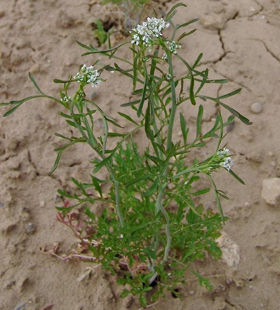 เทียนแดง