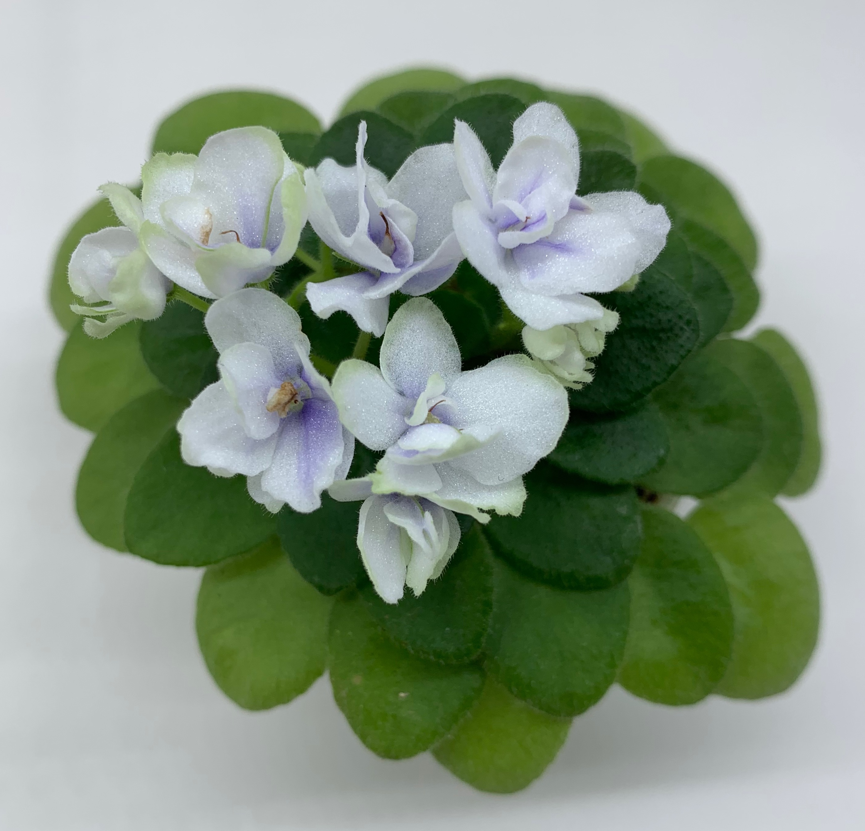 Jolly Orchid - miniature