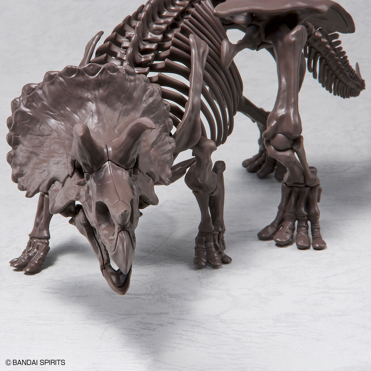 Imaginary Skeleton Triceratops