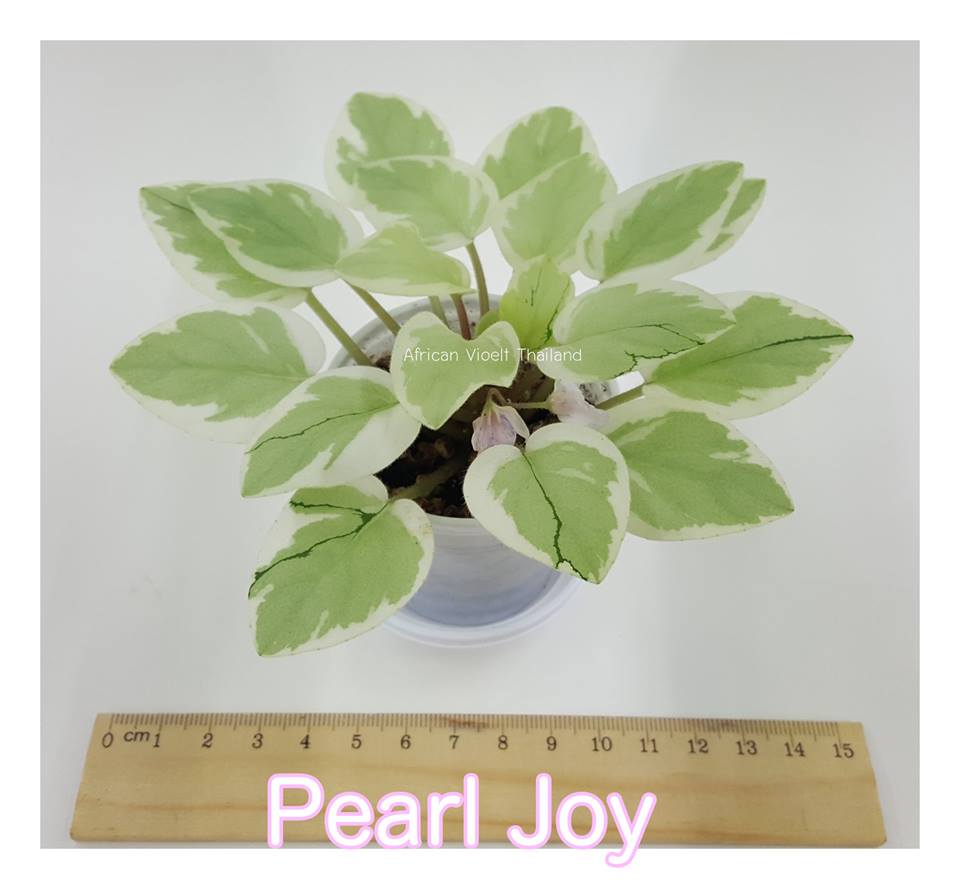 Pearl Joy - Trail Chimera
