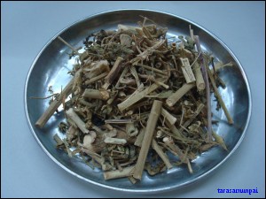 ผักเสี้ยนผี