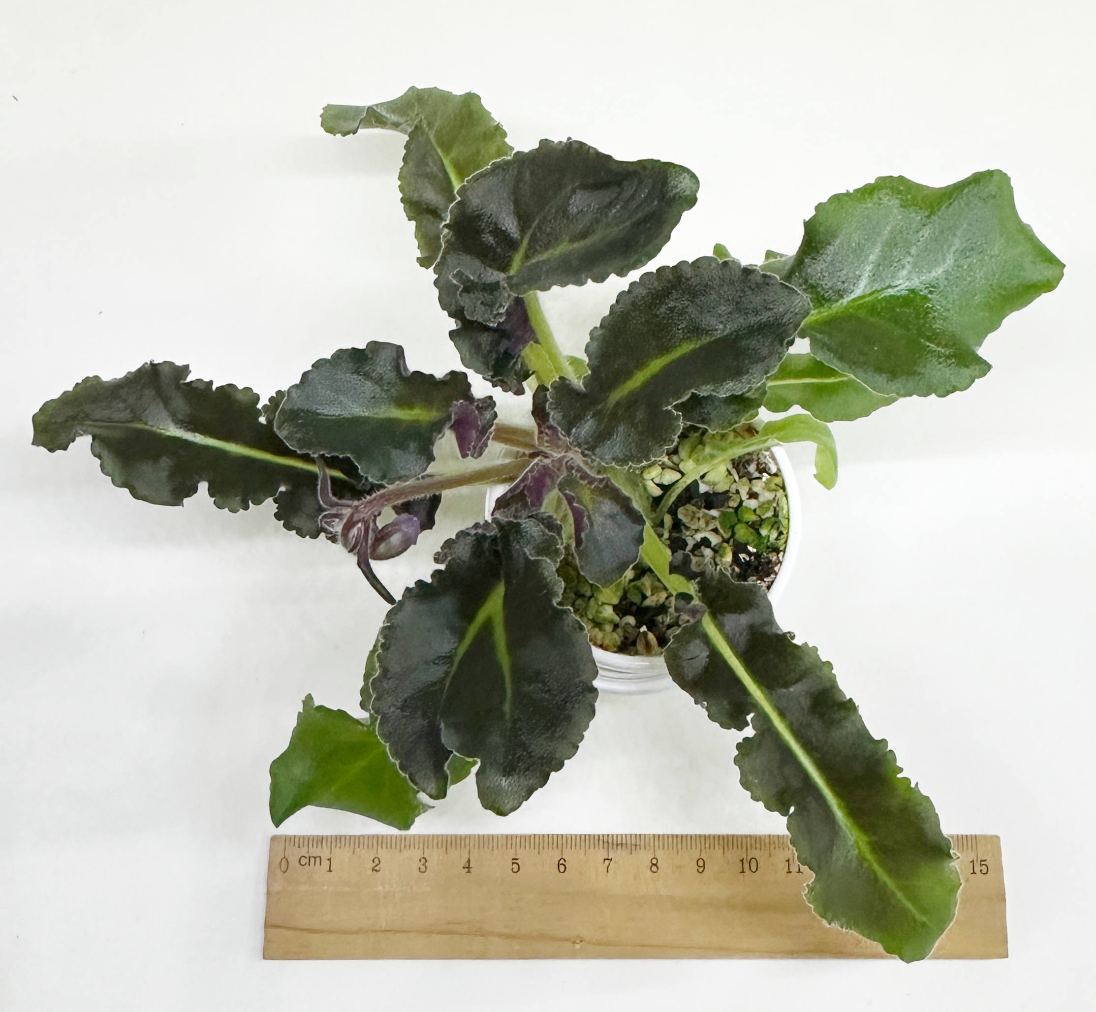 Senk's Big Bells - Standard