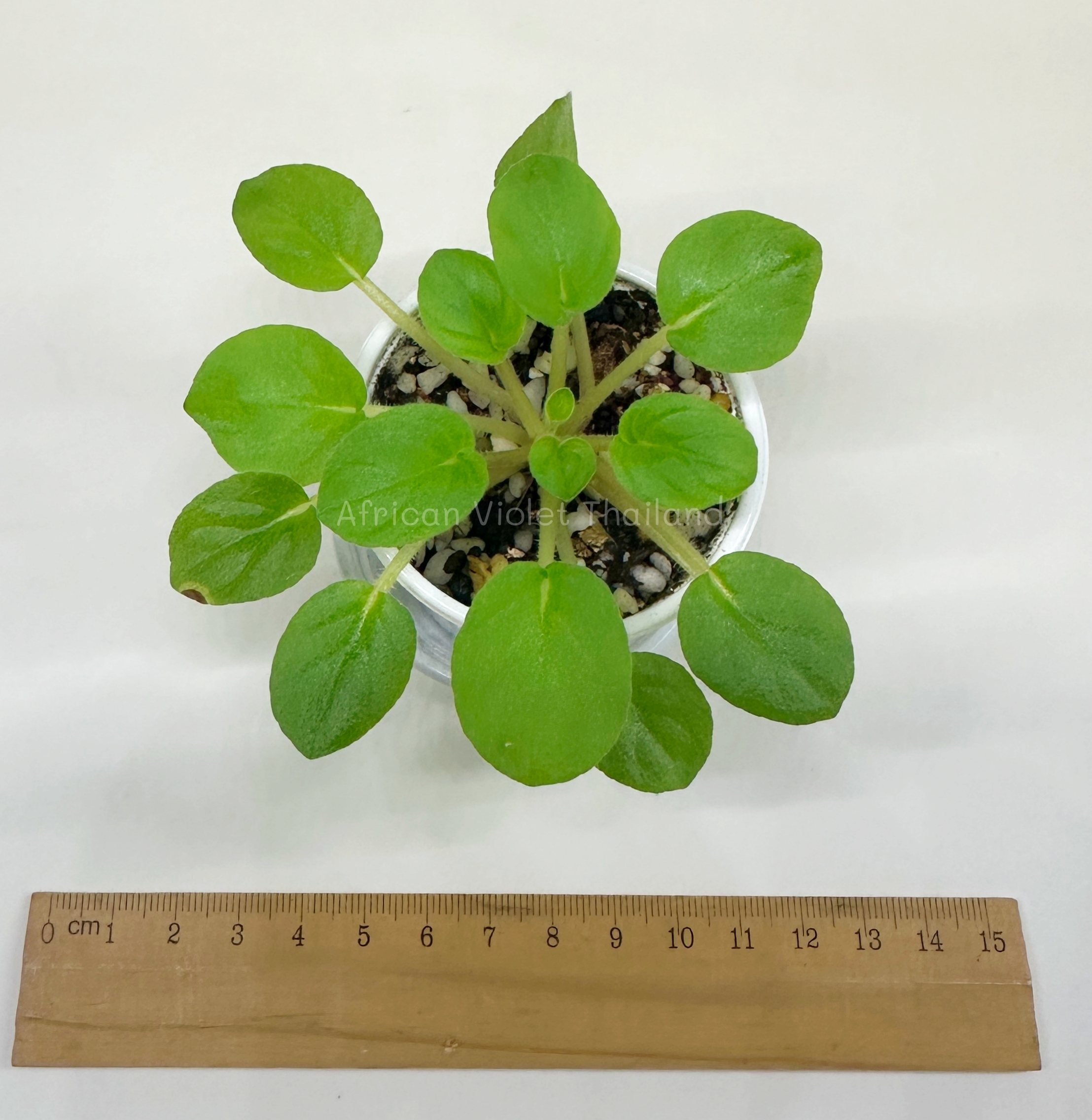 Winnie the Pooh - Miniture