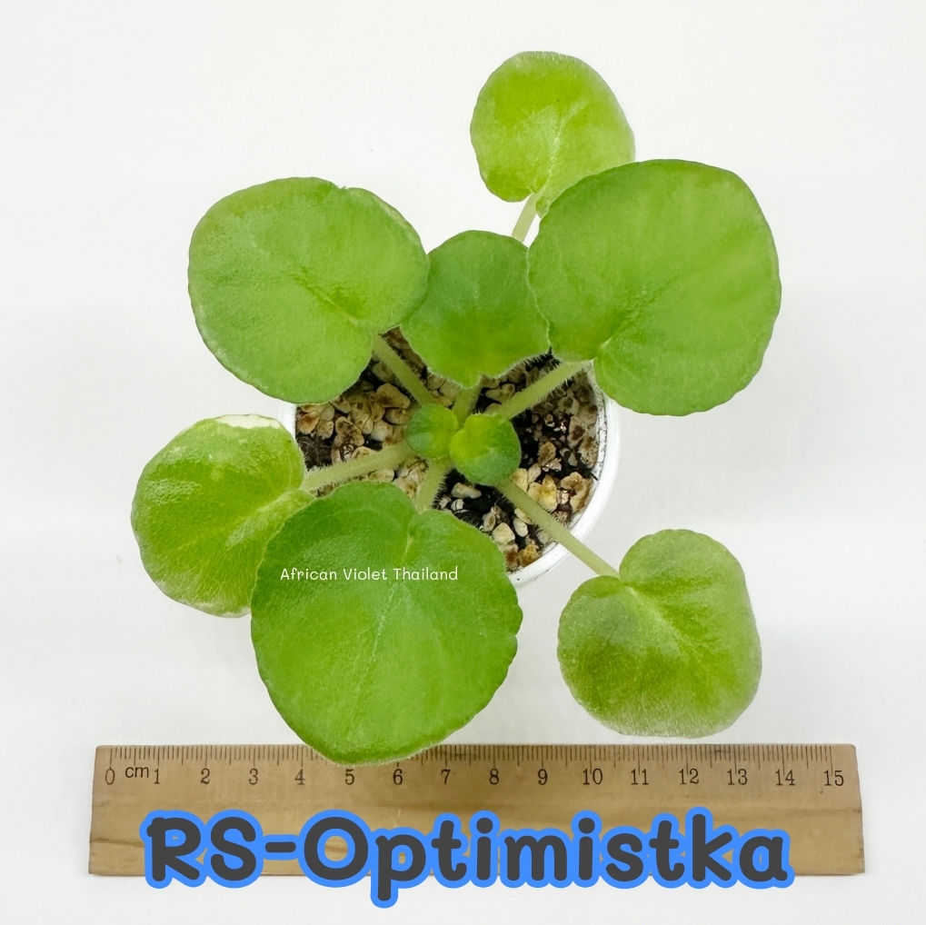 RS-Optimiska - Standard