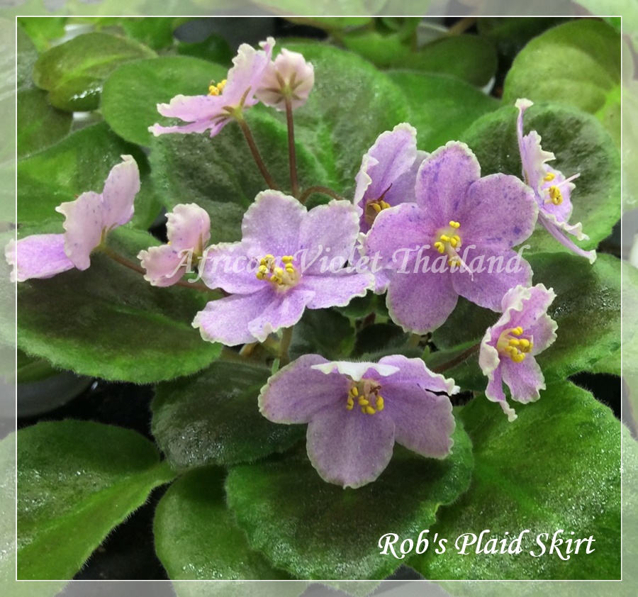 Rob's Plaid Skirt - Semiminiature