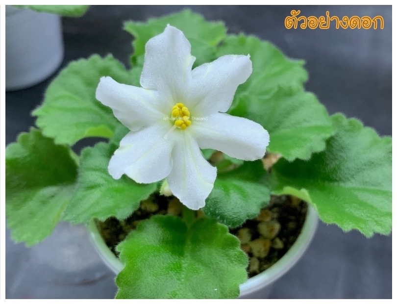 Jolly Gold - Miniature