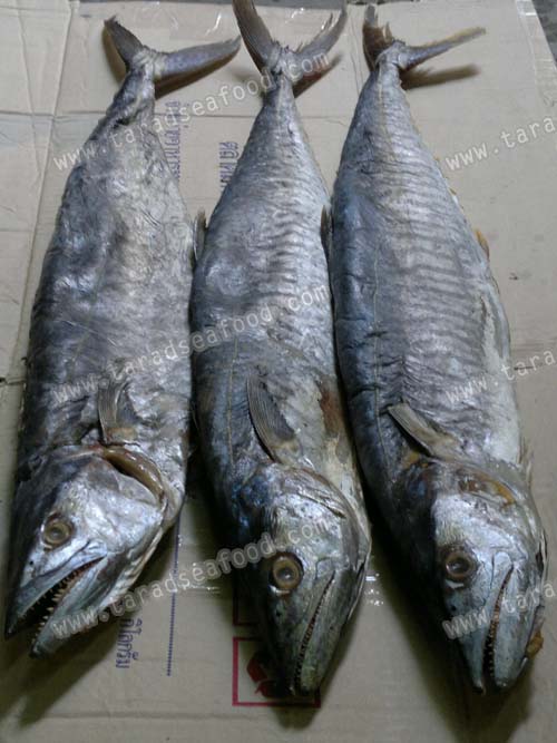 ปลาอินทรีย์