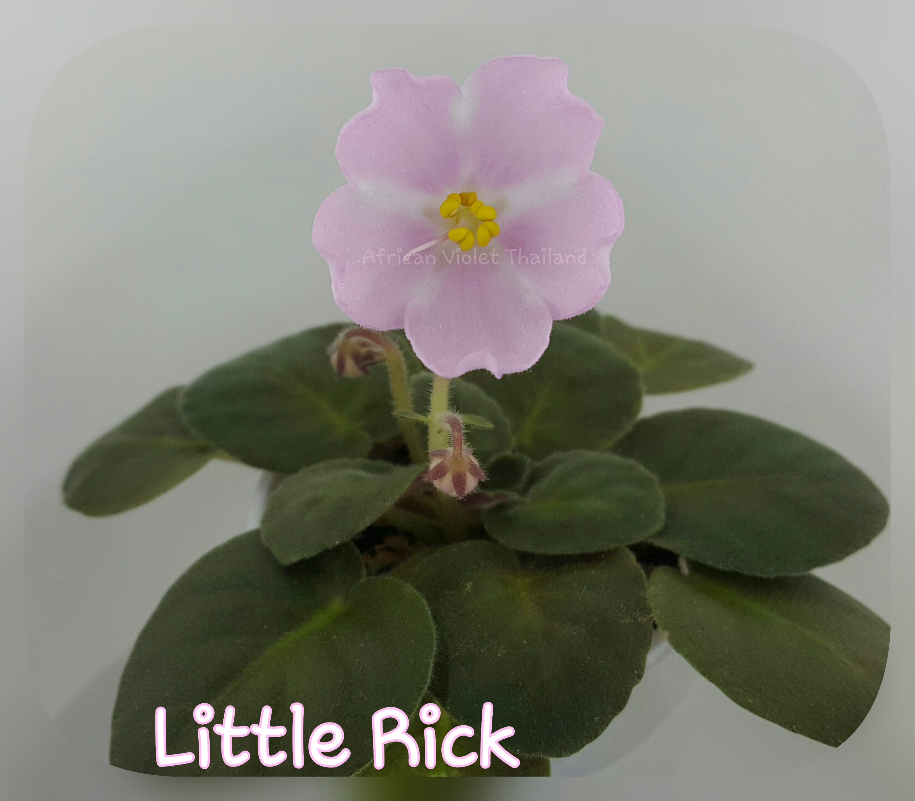 Little Rick(Baker Pink Stars) - Miniature