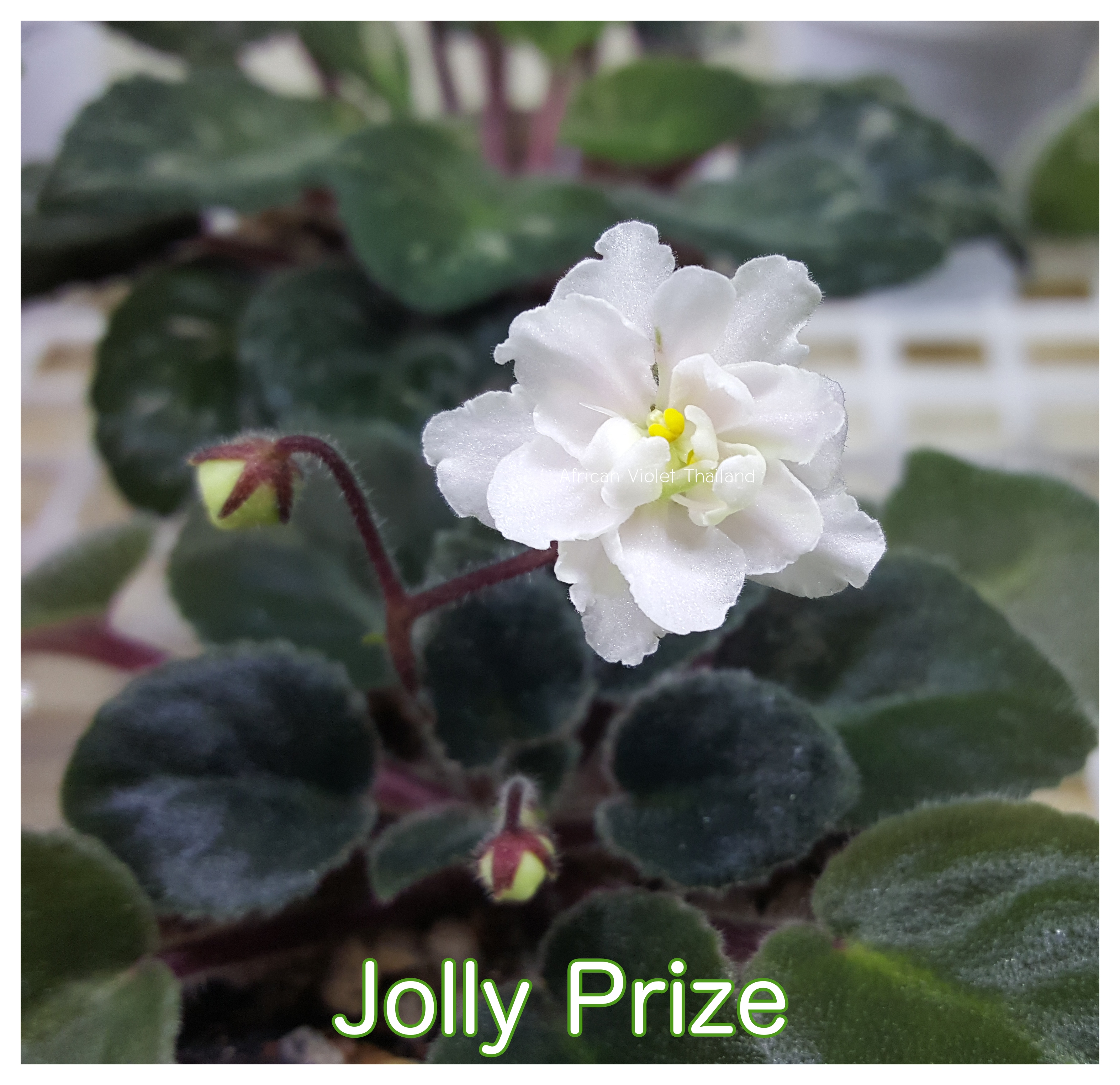 Jolly Prize - Miniature