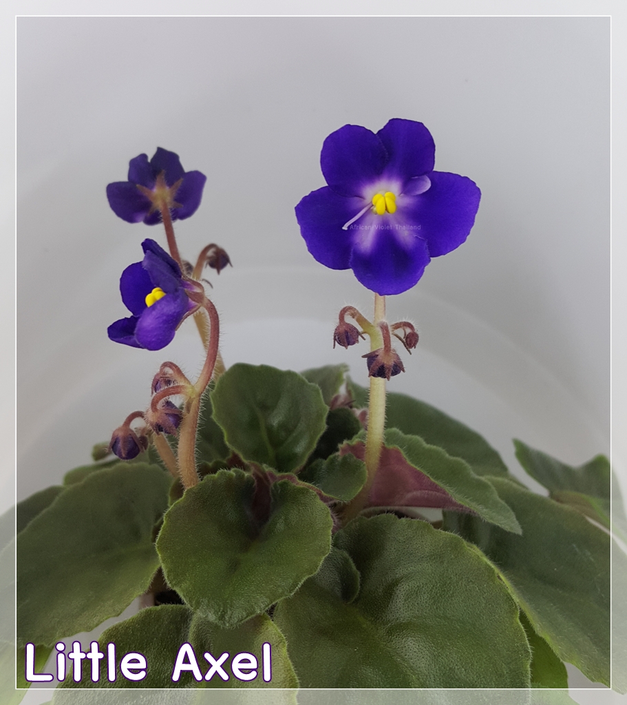 Little Axel - Miniature