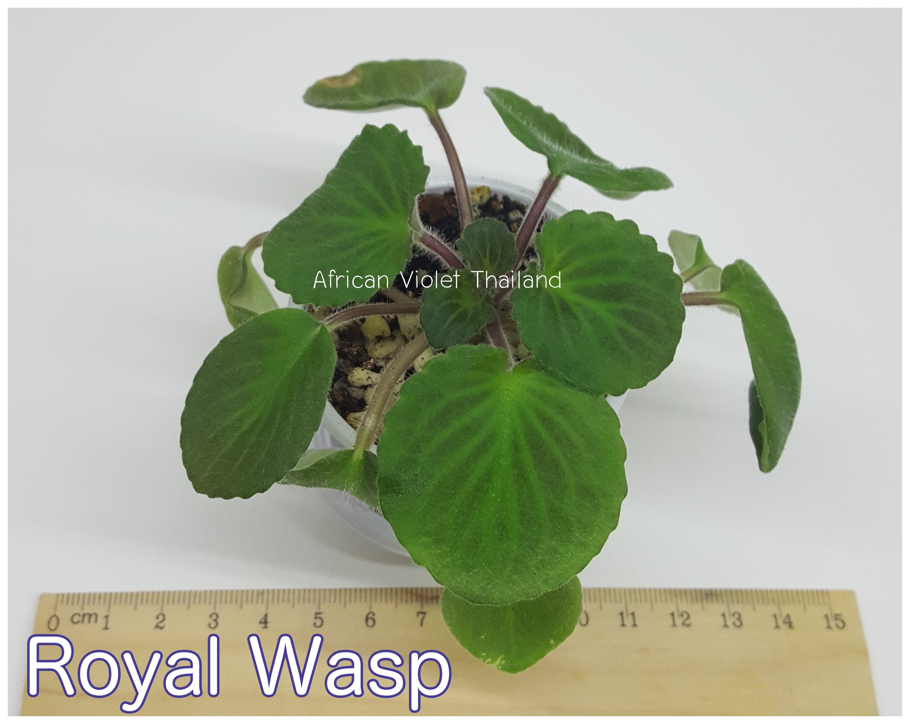 Royal Wasp - Semi Miniature Wasp