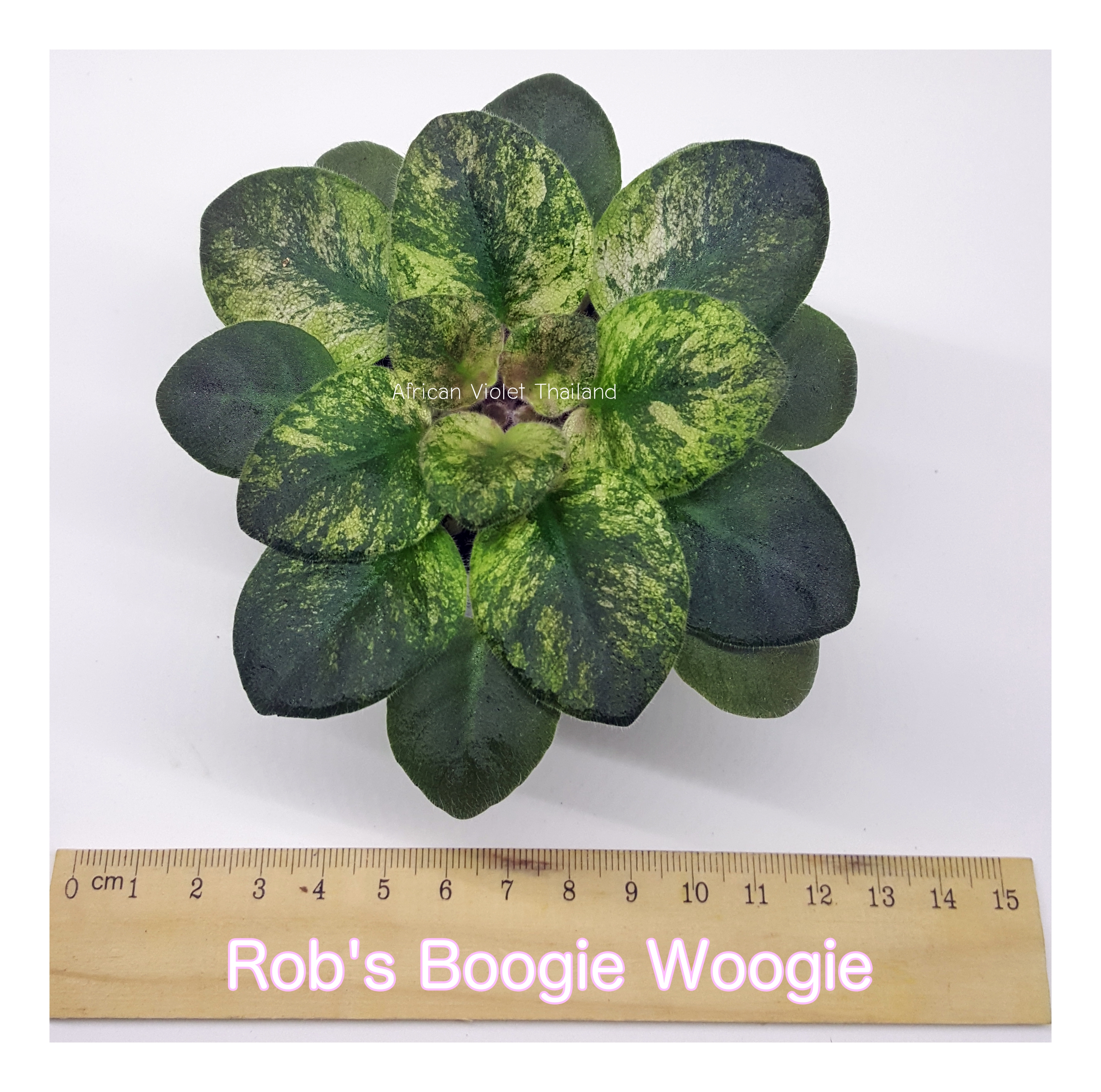 Rob's Boogie Woogie - Semiminiature