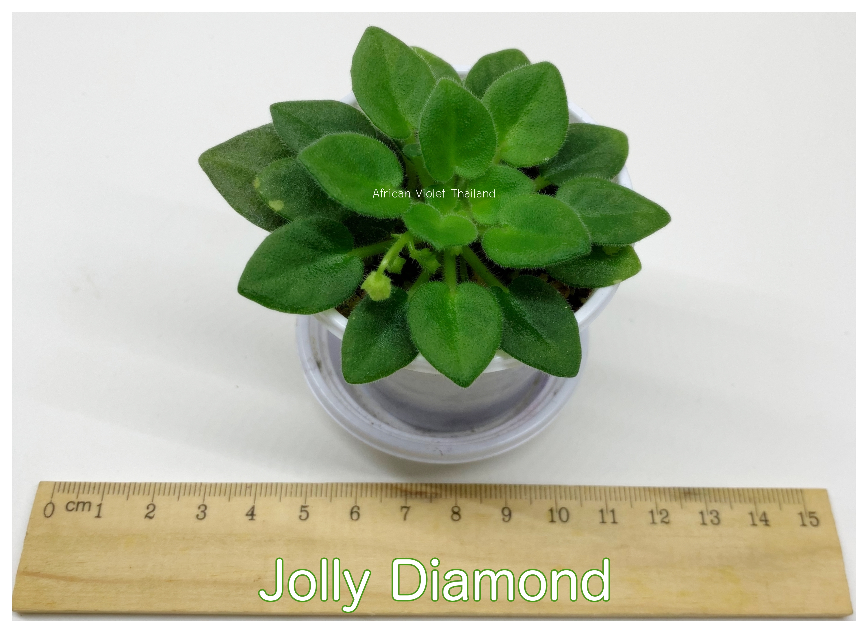Jolly Diamond - Miniature
