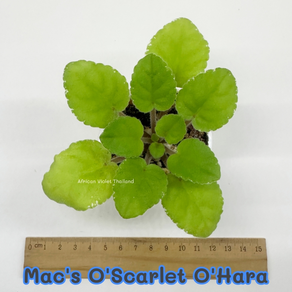 Mac's O'Scalett O'Hara - Semiminiature