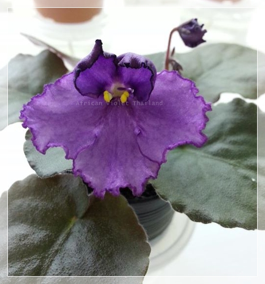 Tony's Jennifer - Standard