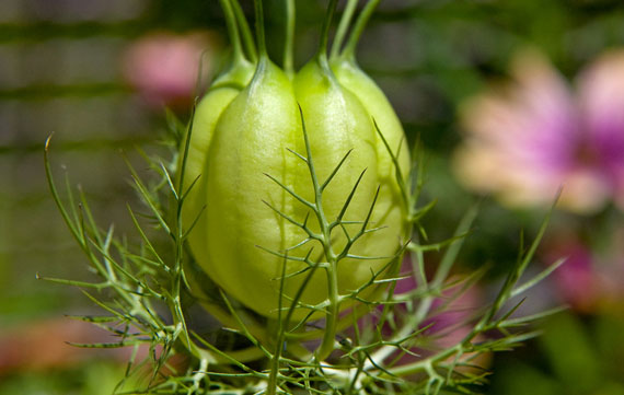 เทียนดำ