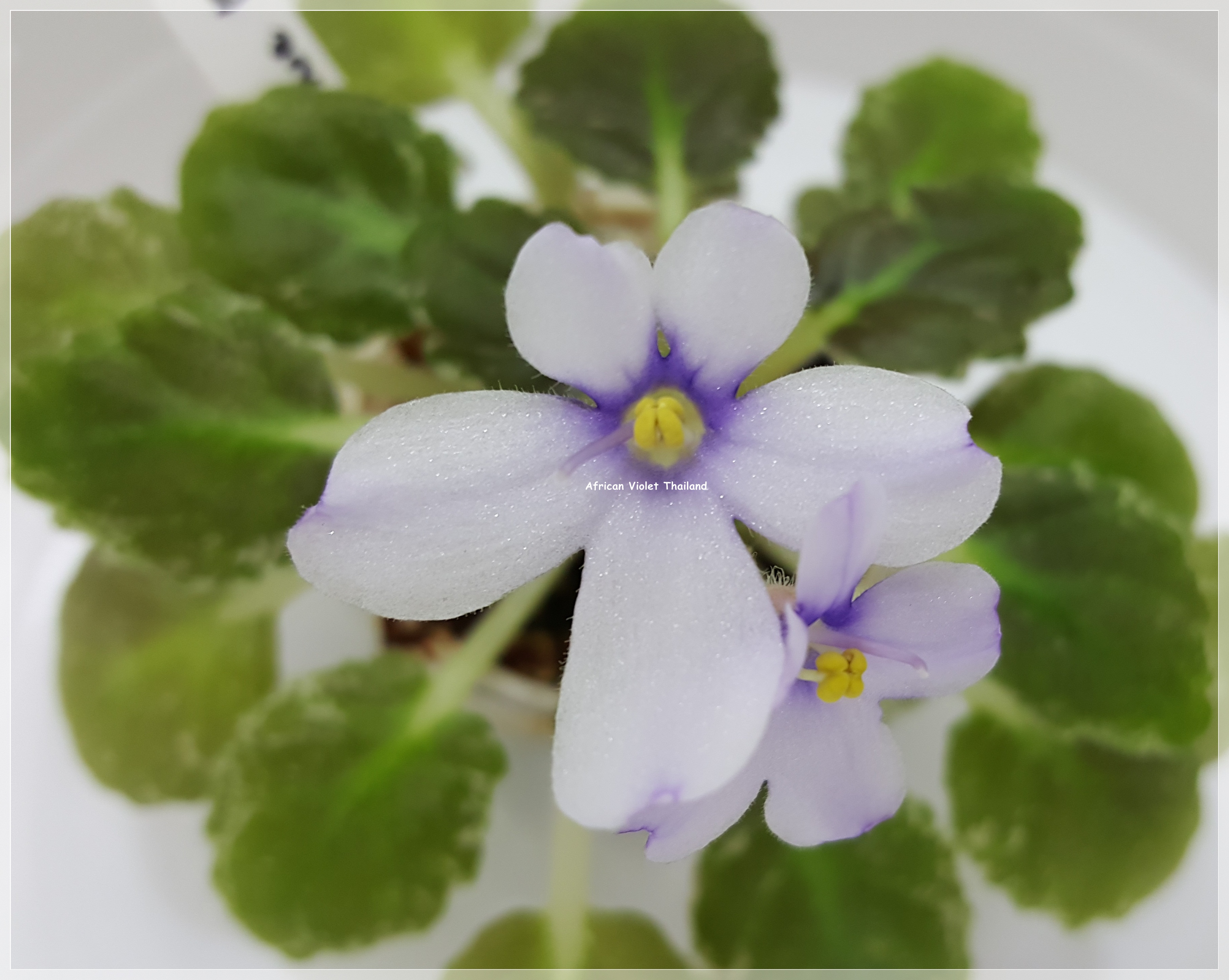 Princess Blue Eyes - Miniature