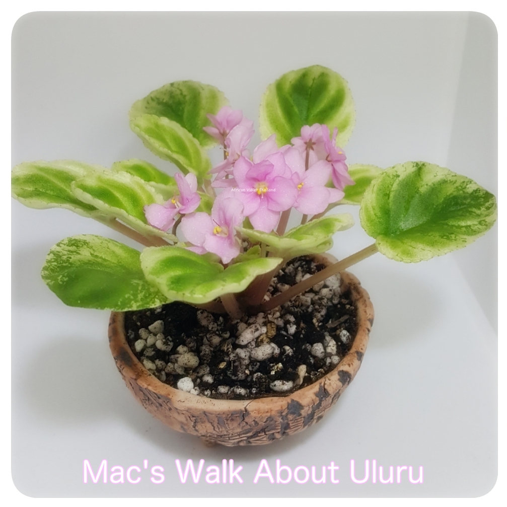 Mac's Walk About Uluru - Semiminiature