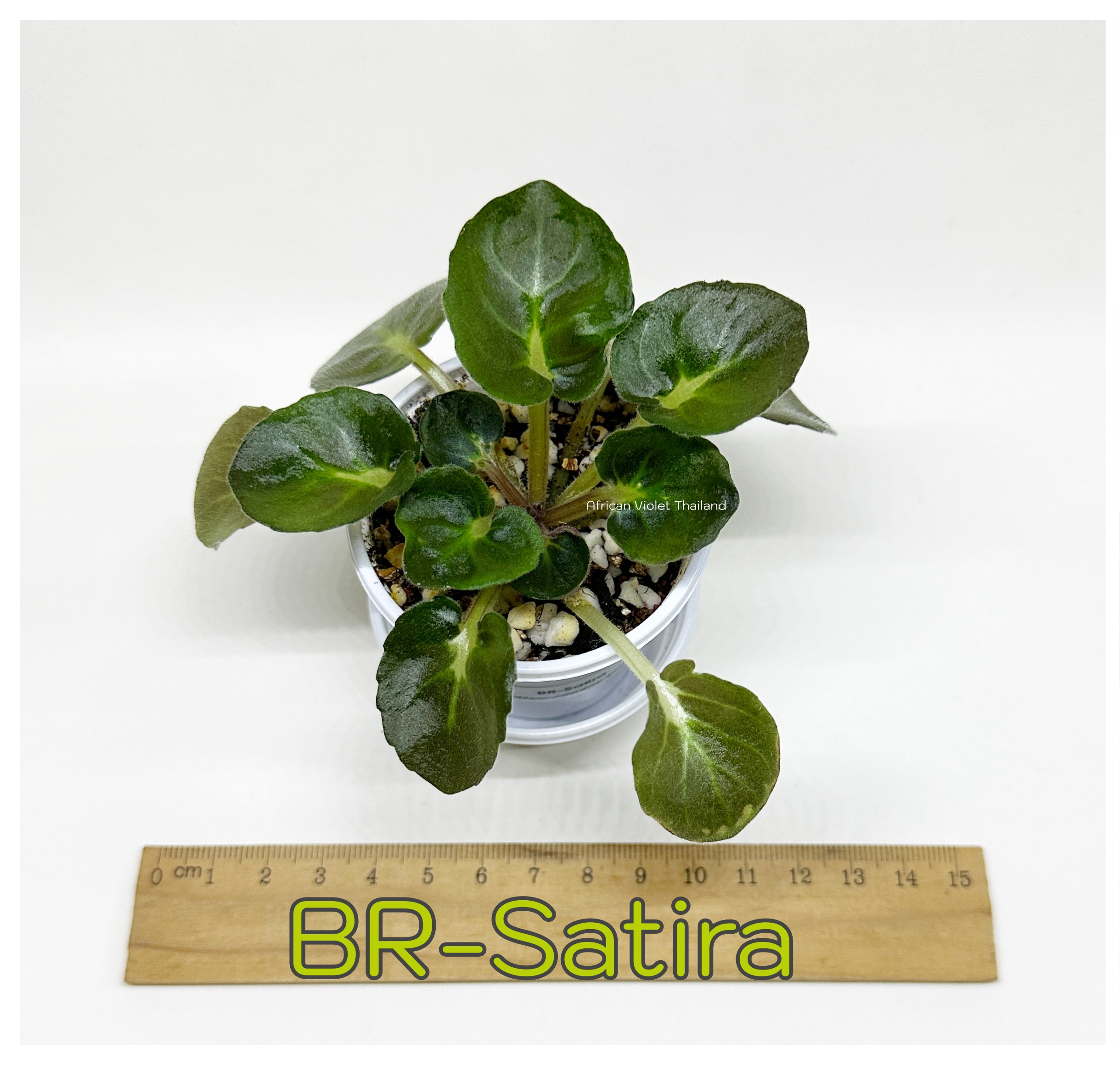 BR-Satire - Semiminiature