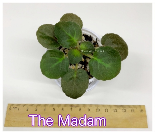 The Madam - Semi miniature