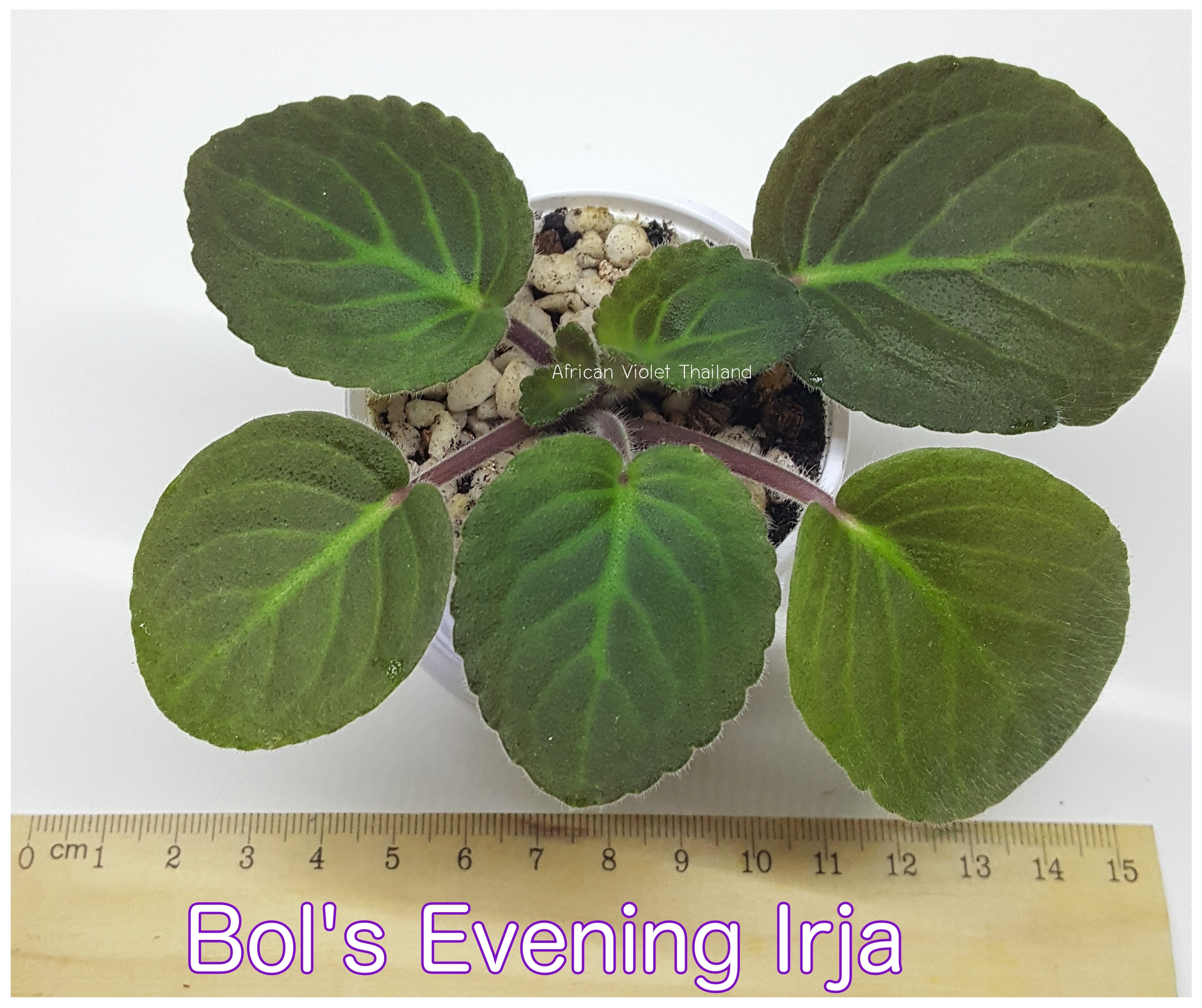 Bol's Evening Irja - Standard Wasp