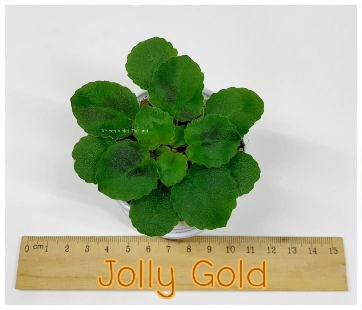 Jolly Gold - Miniature