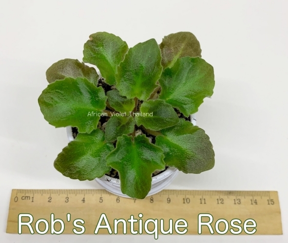 Rob's Antique Rose - Miniature